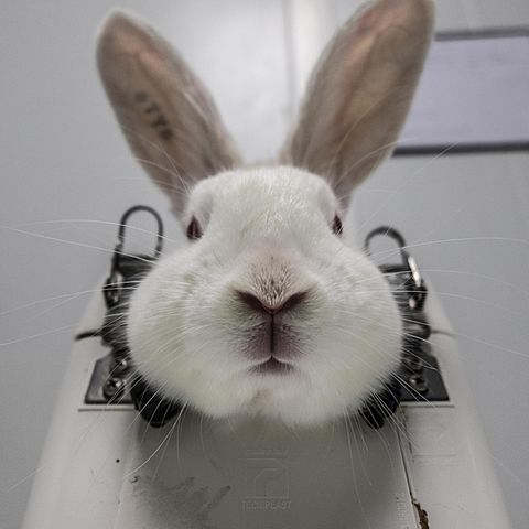 Dieses Kaninchen wurde mit einer Kopfstütze fixiert, bis es bewegungsunfähig die Versuche über sich ergehen lässt