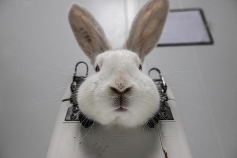 Dieses Kaninchen wurde mit einer Kopfstütze fixiert, bis es bewegungsunfähig die Versuche über sich ergehen lässt