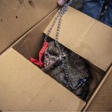 Ein Makake auf einem Wildtiermarkt in Jakarta