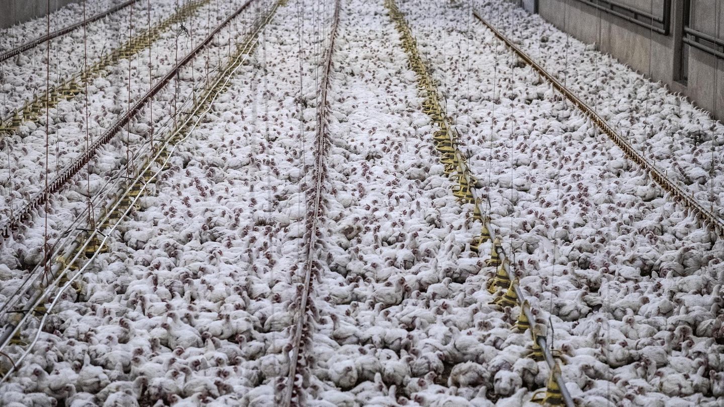 So weit das Auge reicht: Tausende von Masthühnern vegetieren hier zusammengepfercht auf einer Fabrikfarm