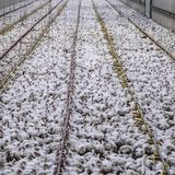 So weit das Auge reicht: Tausende von Masthühnern vegetieren hier zusammengepfercht auf einer Fabrikfarm