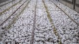 So weit das Auge reicht: Tausende von Masthühnern vegetieren hier zusammengepfercht auf einer Fabrikfarm