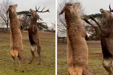 Futterneid ausgebrochen: Ungewöhnlicher Kampf: Warum sich Hirsche beim Angriff auf die Hinterbeine stellen