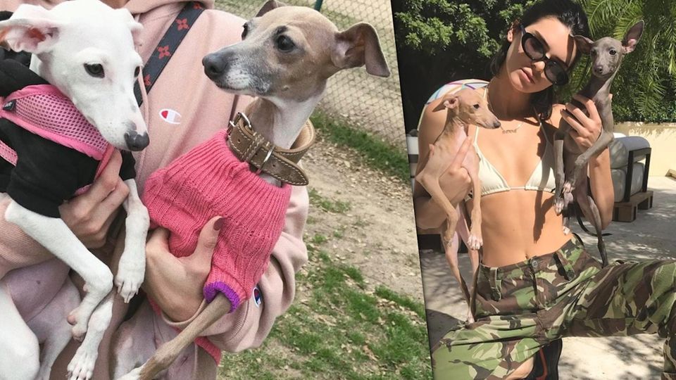 Petfluencer Tiere der Stars werden zu Influencern.