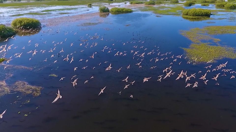 Die Serie zum Wettbewerb: Ein Vogelschwarm über einem Feuchtgebiet in Polesien. Für Lourdes Picareta ist die kaum bekannte Wildnis entlang der ukrainisch-belarussischen Grenze ein europäisches Amazonien. Hier leben noch viele Arten, die anderswo in Europa längst verschwunden sind. Ein Vogelschwarm über einem Feuchtgebiet in Polesien. Für Lourdes Picareta ist die kaum bekannte Wildnis entlang der ukrainisch-belarussischen Grenze ein europäisches Amazonien. Hier leben noch viele Arten, die anderswo in Europa längst verschwunden sind.