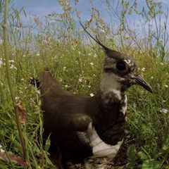 Der Kiebitz ist ein Bodenbrüter. Seit 2015 steht die Art auf der Roten Liste gefährdeter Vogelarten.