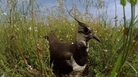 Der Kiebitz ist ein Bodenbrüter. Seit 2015 steht die Art auf der Roten Liste gefährdeter Vogelarten.
