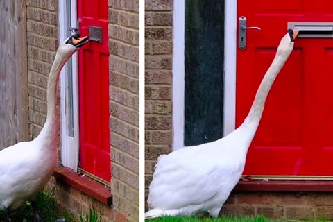 Schwan "Cedric" nervt seine Nachbarn