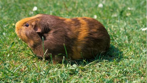 Meerschweinchen auf Rasen