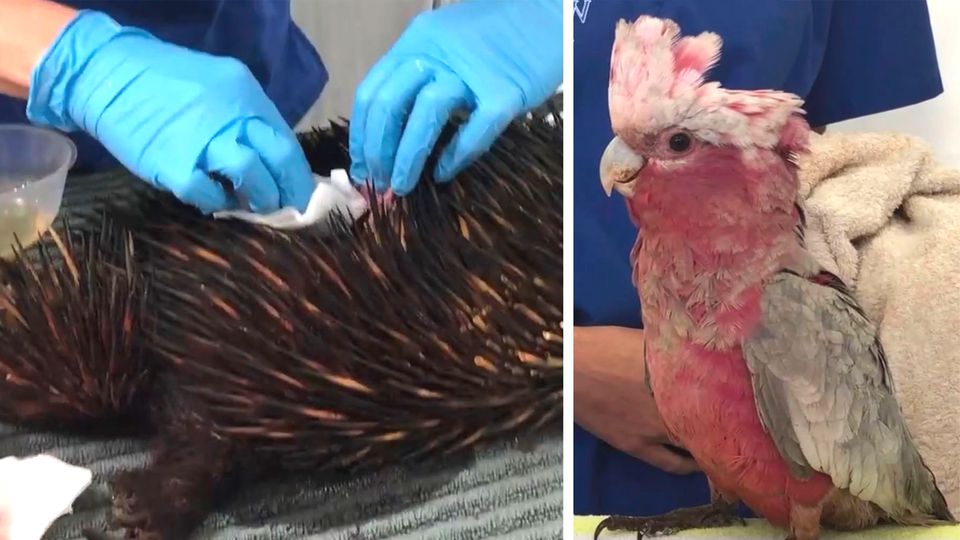 Tiere in Australien leiden unter Flutwellen und Überschwemmungen