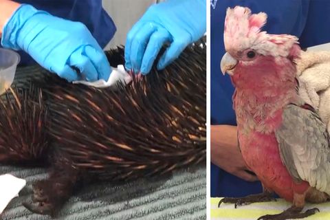 Tiere in Australien leiden unter Flutwellen und Überschwemmungen