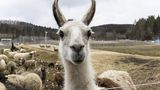 Wachsame Augen: Lamas agieren als Bodyguards für die Herde
