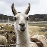 Wachsame Augen: Lamas agieren als Bodyguards für die Herde