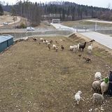 Die Schafe sind von Mai bis Ende Oktober im Einsatz