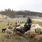 Die Fütterung ist immer ein Highlight für die Schafe