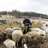 Schafe im Mercedes-Testzentrum in Immerdingen