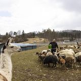 Schafe im Mercedes-Testzentrum in Immerdingen