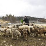Schafe im Mercedes-Testzentrum in Immerdingen