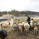 Due Schafherde umfasst aktuell 120 Tiere