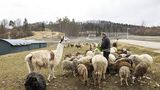 Due Schafherde umfasst aktuell 120 Tiere