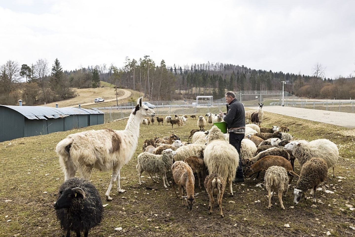 Due Schafherde umfasst aktuell 120 Tiere