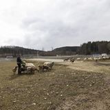 Schafe im Mercedes-Testzentrum in Immerdingen