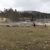 Alexander Zonta will die Herde mithilfe eines Mufflon als Bock zu Wildschafen zurückzüchten. Das wird rund 15 Jahre dauern.