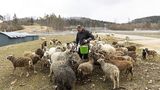 In der Herde befinden sich neun Rassen