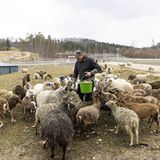 In der Herde befinden sich neun Rassen