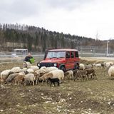 Alexander Zonta kennt jedes Schaf mit Namen