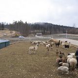 Schafe im Mercedes-Testzentrum in Immerdingen