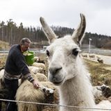 Das Mercedes-Testzentrum in Immerdingen ist ein echtes Biotop: Neben den Lamas und den Schafen leben noch weitere Tierarten dort