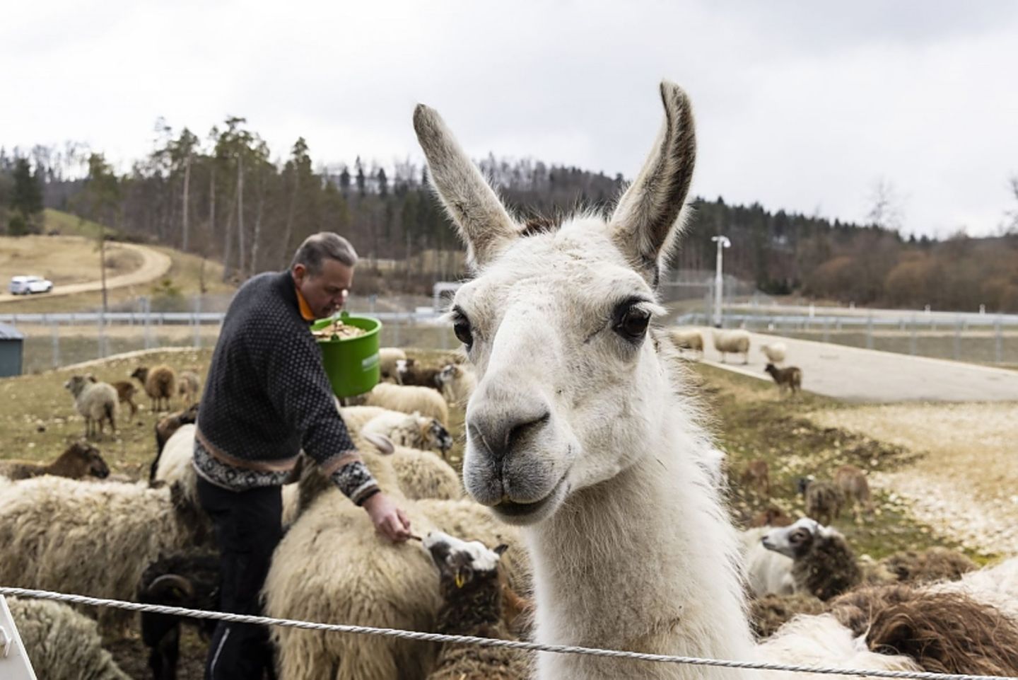Das Mercedes-Testzentrum in Immerdingen ist ein echtes Biotop: Neben den Lamas und den Schafen leben noch weitere Tierarten dort, unter anderem italienische Schönschrecke. Das Mercedes-Testzentrum in Immerdingen ist ein echtes Biotop: Neben den Lamas und den Schafen leben noch weitere Tierarten dort