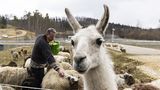 Das Mercedes-Testzentrum in Immerdingen ist ein echtes Biotop: Neben den Lamas und den Schafen leben noch weitere Tierarten dort