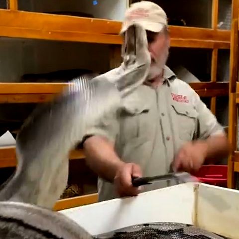 Python schnappt nach Tierpfleger