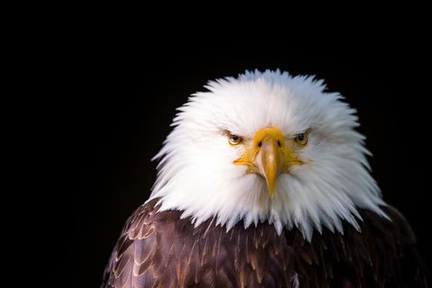 Die rätselhafte Nervenkrankheit befiel Weißkopfseeadler, aber auch andere Vögel