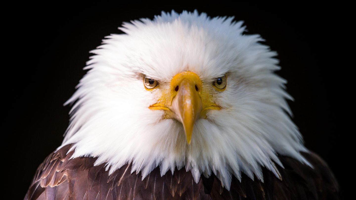 Die rätselhafte Nervenkrankheit befiel Weißkopfseeadler, aber auch andere Vögel