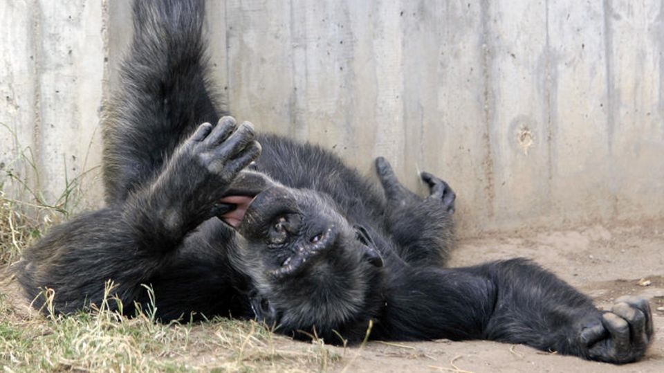 Not macht erfinderisch: Leere Zoos in Corona-Zeiten: Diese Schimpansen treffen sich jetzt online Not macht erfinderisch: Leere Zoos in Corona-Zeiten: Diese Schimpansen treffen sich jetzt online