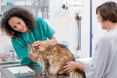 Tierärztin untersucht eine Katze