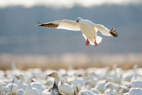 Schneegans im Landeanflug