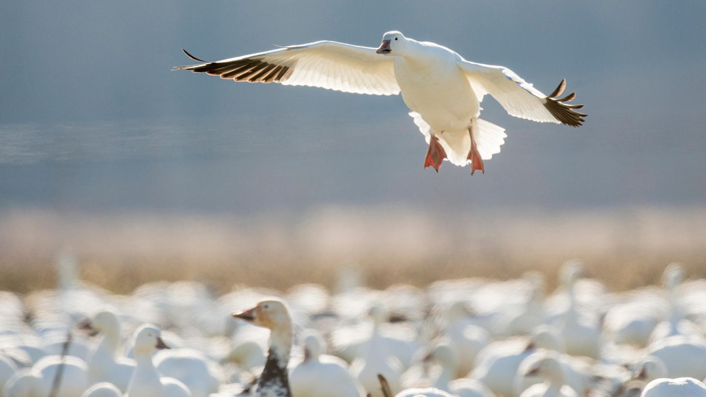 Schneegans im Landeanflug