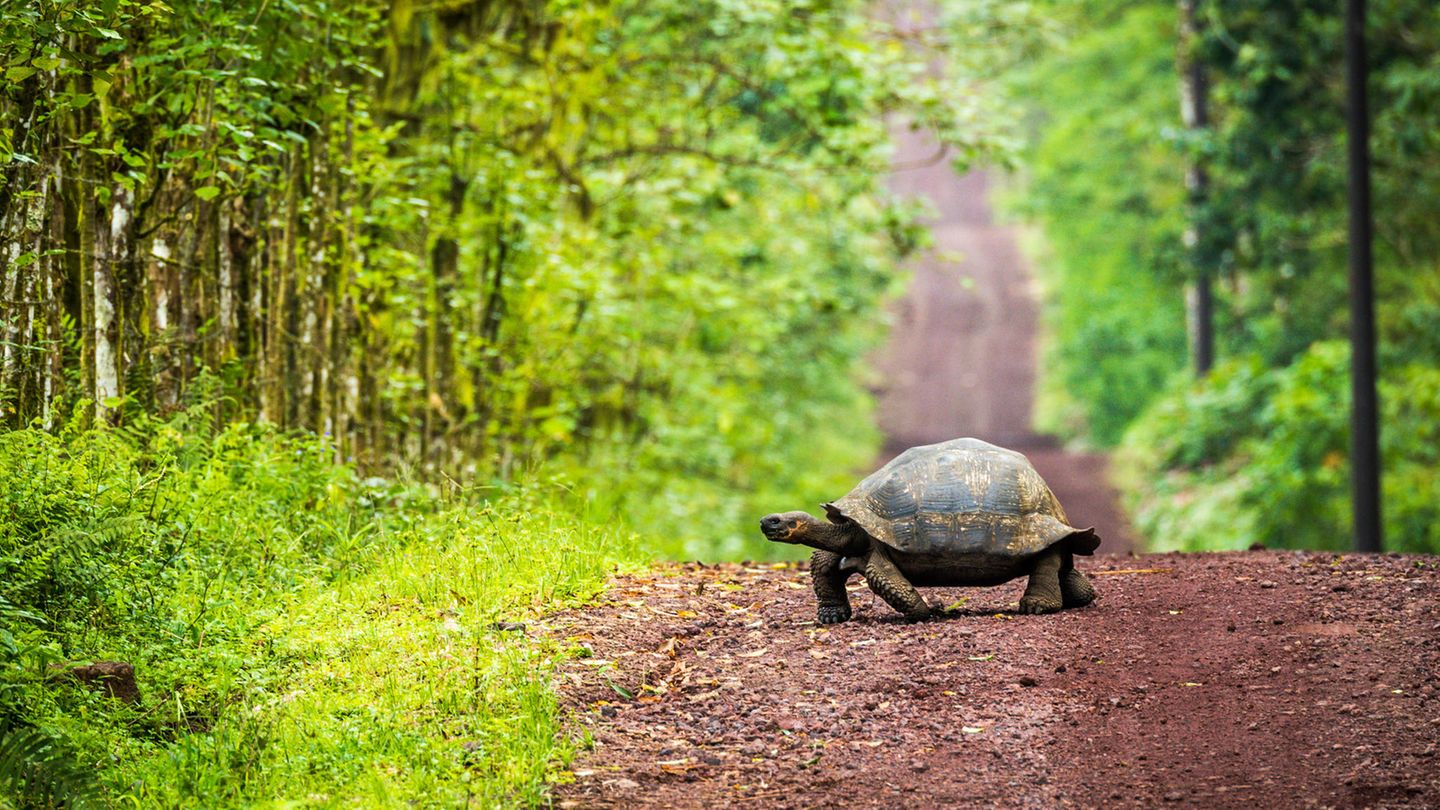 Fast ausgestorben: die Galapagos-Schildkröte