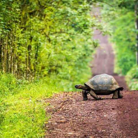 Fast ausgestorben: die Galapagos-Schildkröte