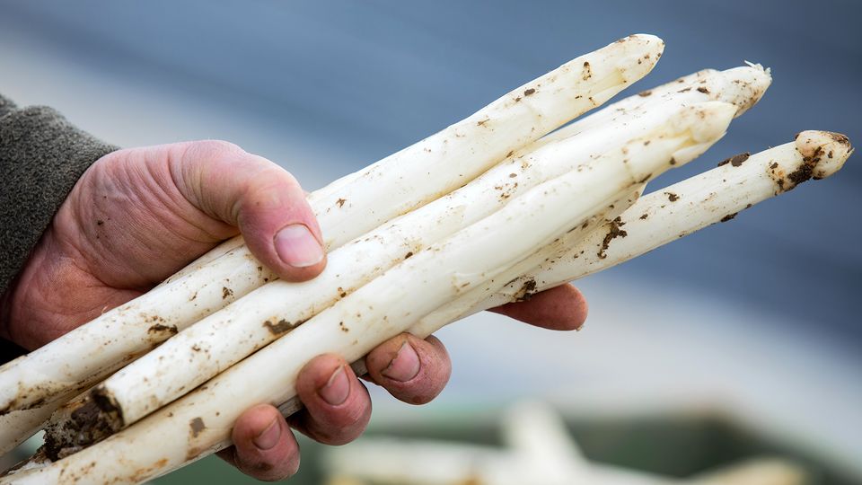 Hohe Spargel-Preise im Frühjahr 2021 Hohe Spargel-Preise im Frühjahr 2021 (Symbolbild)