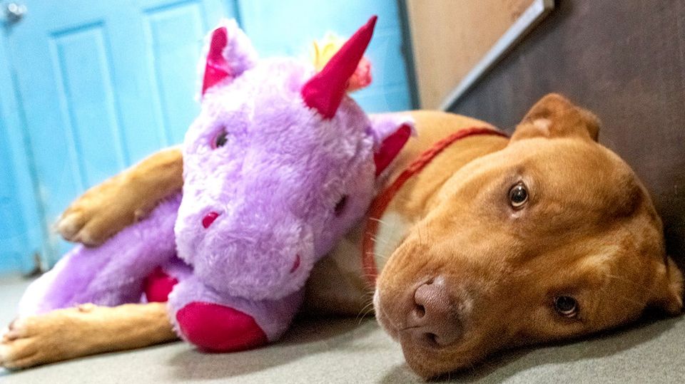 Streunender Hund versucht fünf Mal ein Spielzeug aus einem Geschäft zu stehlen – bis Tierschützer es ihm schenken