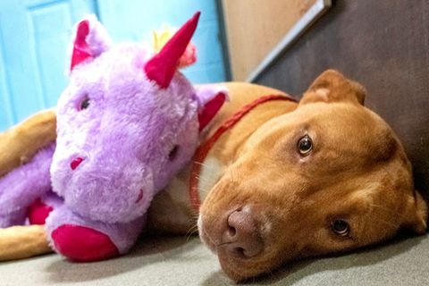 Streunender Hund versucht fünf Mal ein Spielzeug aus einem Geschäft zu stehlen – bis Tierschützer es ihm schenken