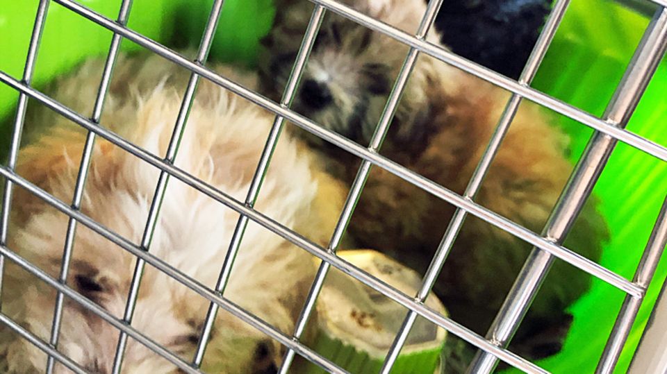 Nachrichten aus Deutschland: Hundewelpen in einer Transportbox