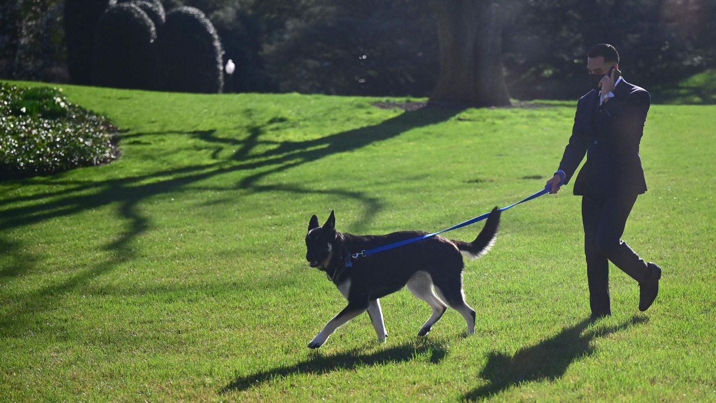 Ein Mitarbeiter des Weißen Hauses führt Schäferhund "Major" über den Südrasen des Anwesens