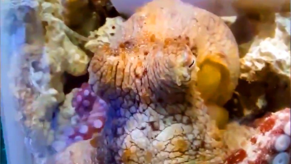 The octopus changes colors repeatedly while sleeping