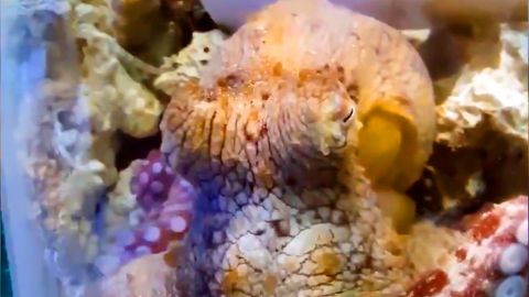 Oktopus ändert mehrfach seine Farben im Schlaf